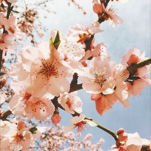 Meet your Posher, Azari